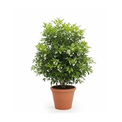 Picture of কামিনী ফুলের চারা - সুগন্ধী এবং আকর্ষণীয় Kamini Flower Plant