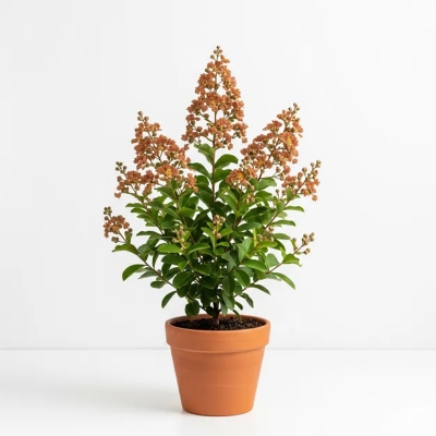 Picture of খয়েরি রঙের ফুরুশ ফুলের চারা - Brown Lagerstroemia indica Plant (Furus Flower Plant)