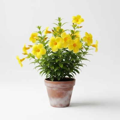 Picture of এলামুন্ডা হলুদ ফুল গাছ - Alamanda Yellow Flower Plant - আপনার বাগানের জন্য