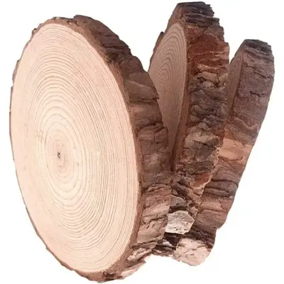 Picture of Big size  Round Wood Tree Slices Plaque Slabs Home Decor Large Wooden Circles With Bark  and polished ( 16 inch round ) - Multicolor