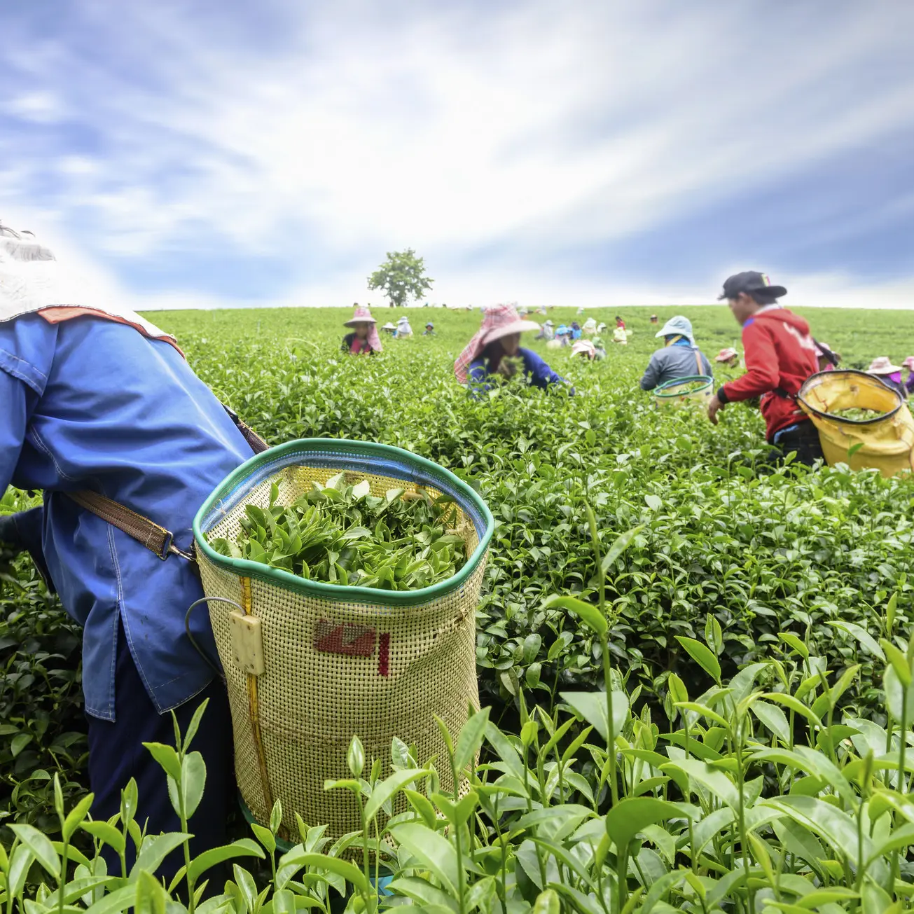Picture of Sylhet Golden Tea Premium Gold Black Tea - Black