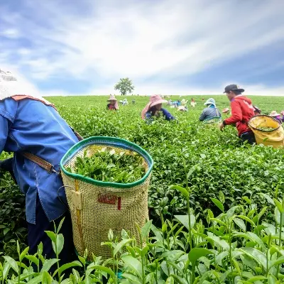 Picture of Sylhet Golden Tea Premium Gold Black Tea - Black