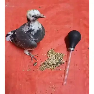 Picture of Pigeon pumper baby Feeder Small Tube 1pc