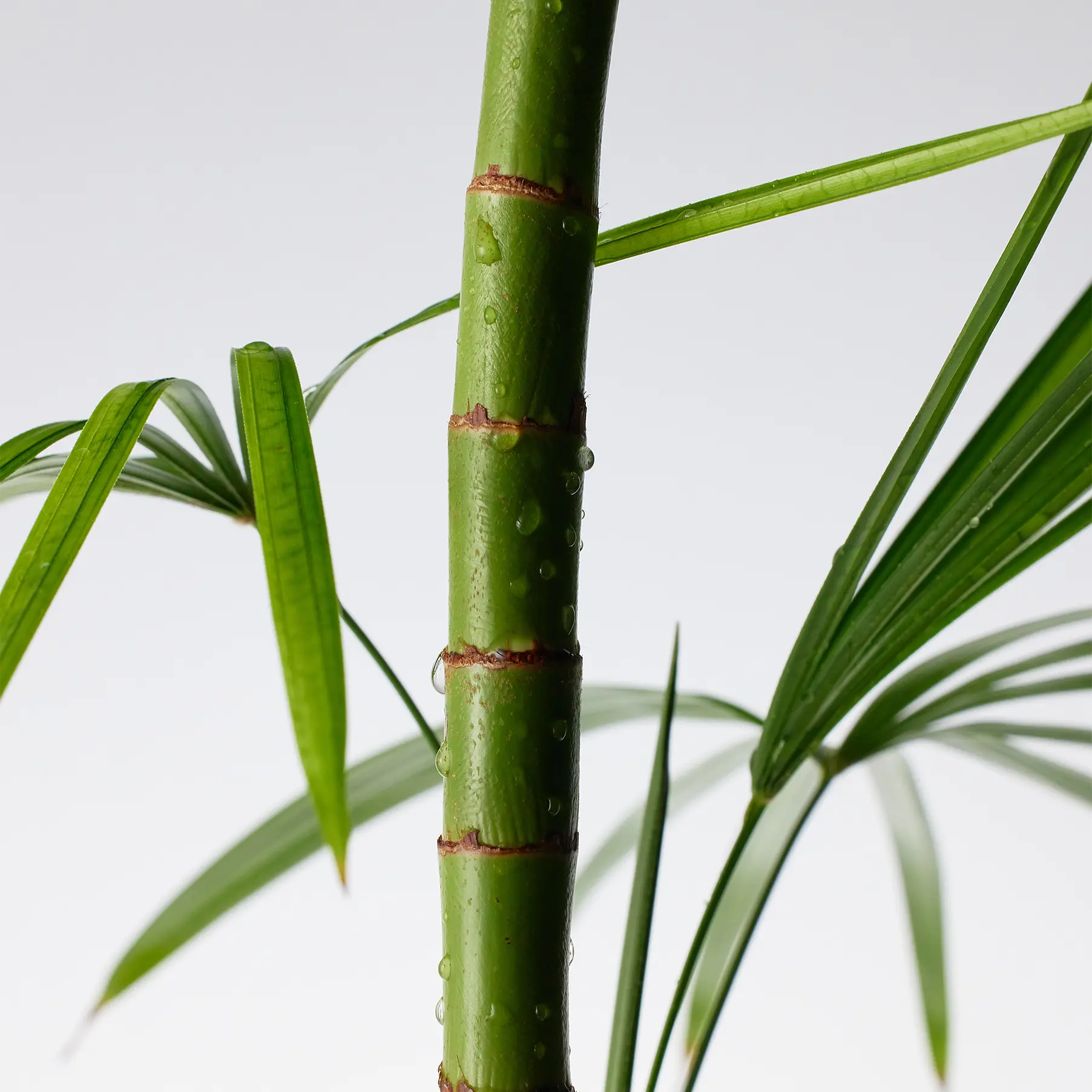 Picture of Purito Mighty Bamboo Panthenol Cream 100ml 