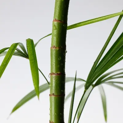 Picture of Purito Mighty Bamboo Panthenol Cream 100ml 