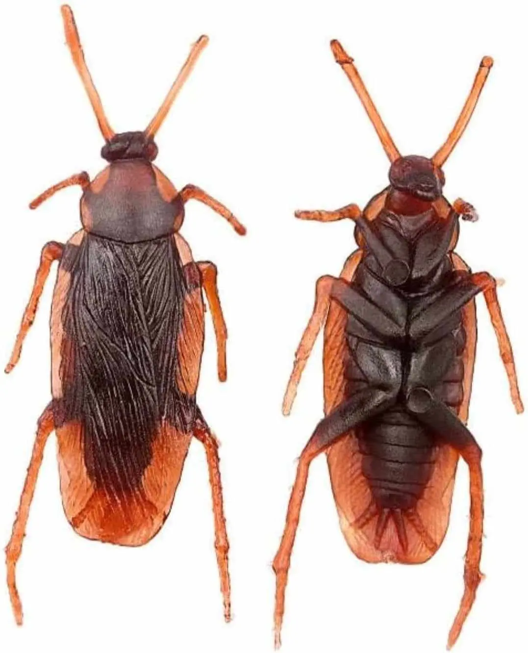 Picture of Children Realistic Toy Cockroach Prank Toy