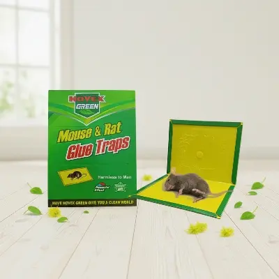 Picture of Mouse and Rat Glue Tape 1 Piece