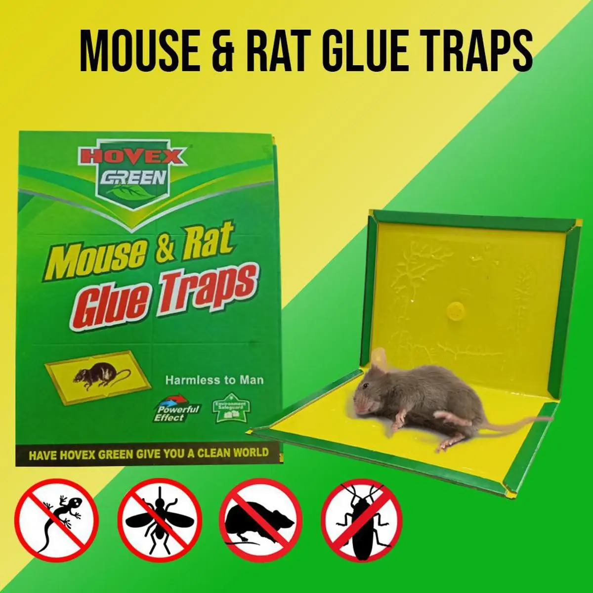 Picture of Mouse and Rat Glue Tape 1 Piece