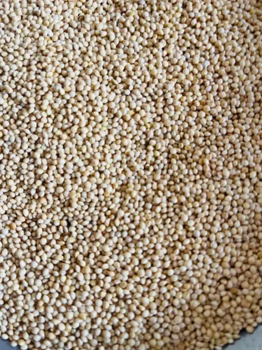 Picture of White millet for Birds 500 gm