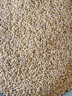 Picture of White millet for Birds 500 gm