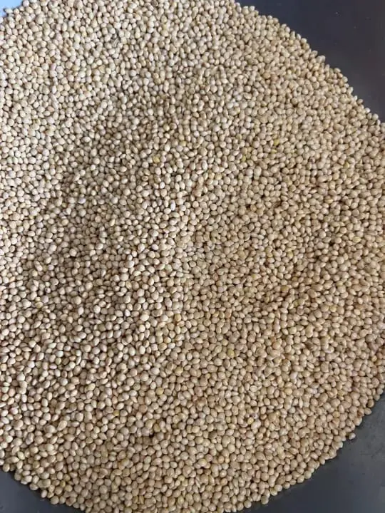 Picture of White millet for Birds 500 gm