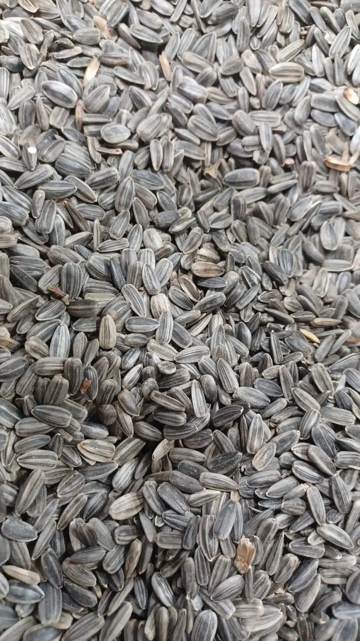Picture of Niger Seed (Gujitil) For Bird-250g