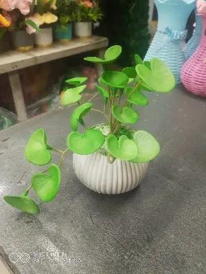 Picture of Artificial rubber peperomia tree plant for home decorations. flower, flowers, grass, hanging, wall, leaf, carpet, pot, cutter, light stand, indoor