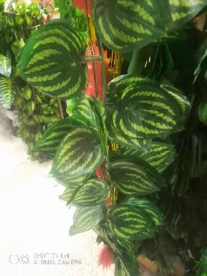 Picture of Hanging Leaf Garland Plant Creeper Leaf Wedding Garden Home Bathroom Silk and many more place Green Vine Decor 1 pcs