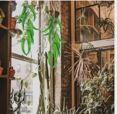 Picture of Artificial Hanging Pepper String Lifelike Fake Chili Peppers Foam Vegetables String for Photography Prop Home Decor (Green) - Green