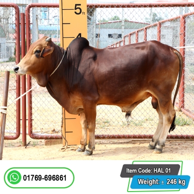 Picture of Cow / ষাঁড় - Red & Black Mix (268 Kg Approx.)