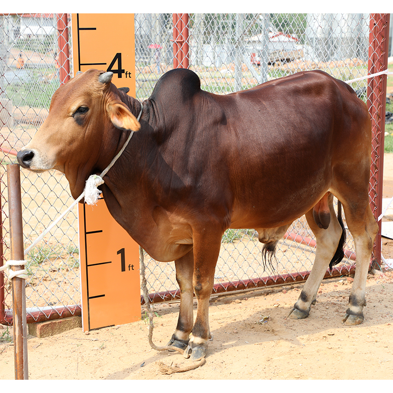 Picture of Cow / ষাঁড় - Red & Black Mix (268 Kg Approx.)