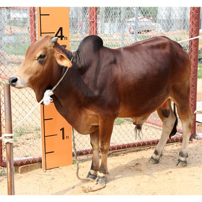 Picture of Cow / ষাঁড় - Red & Black Mix (268 Kg Approx.)