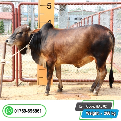 Picture of Cow / ষাঁড় - Red & Black Mix (300 Kg Approx.)