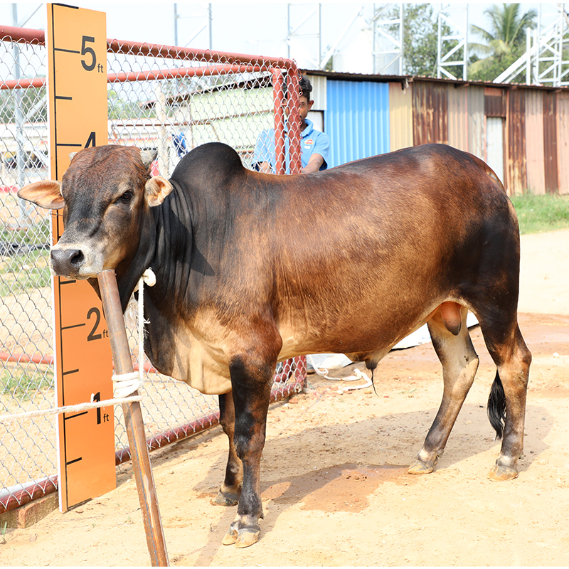 Picture of Cow / ষাঁড় - Red & Black Mix (300 Kg Approx.)