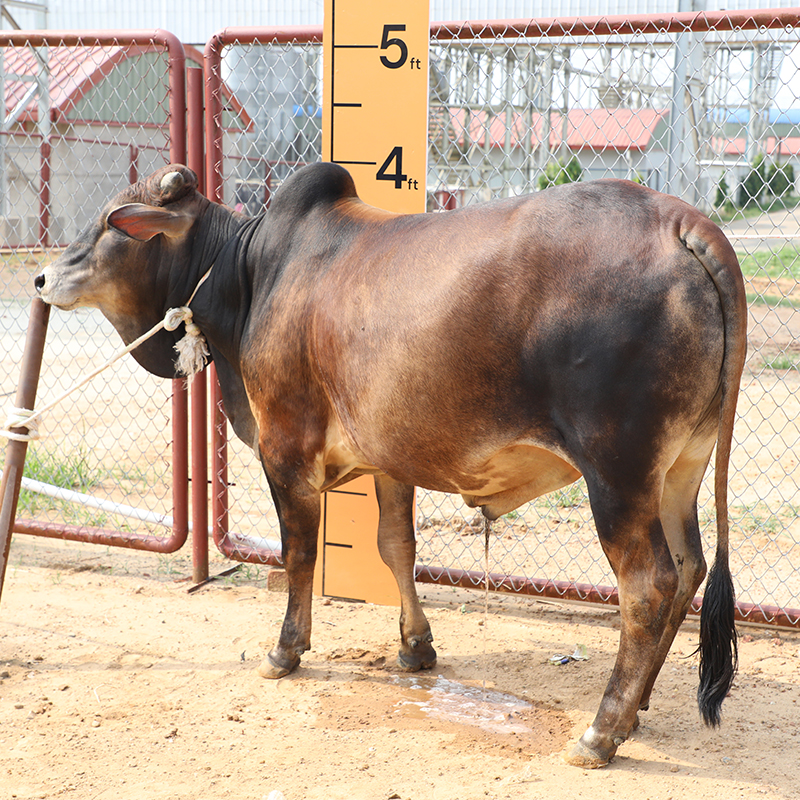 Picture of Cow / ষাঁড় - Red & Black Mix (300 Kg Approx.)