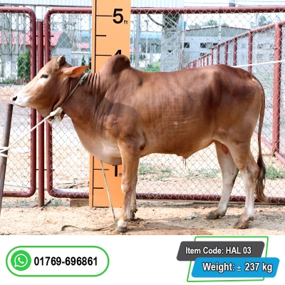 Picture of Cow / ষাঁড় - Red (261 Kg Approx.)