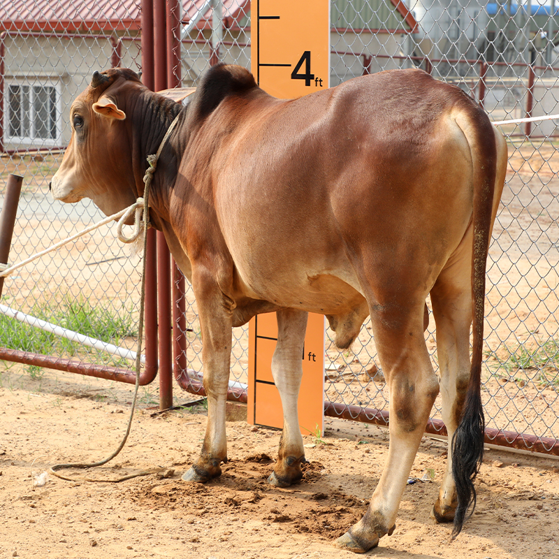 Picture of Cow / ষাঁড় - Red (241 Kg Approx.)