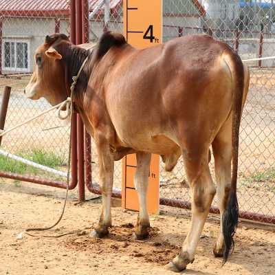 Picture of Cow / ষাঁড় - Red (241 Kg Approx.)