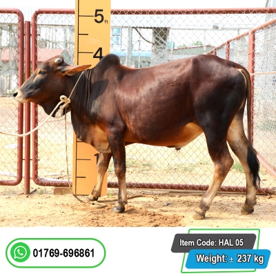 Picture of Cow / ষাঁড় - Dark Red & Black mix (255 Kg Approx.)