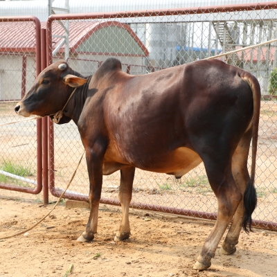 Picture of Cow / ষাঁড় - Dark Red & Black mix (255 Kg Approx.)