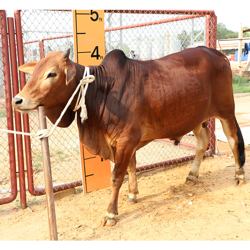 Picture of Cow / ষাঁড় - Red (307 Kg Approx.)
