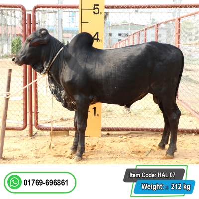 Picture of Cow / ষাঁড় - Black (231 Kg Approx.)