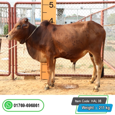Picture of Cow / ষাঁড় - Dark Red (245 Kg Approx.)