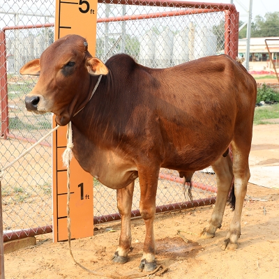 Picture of Cow / ষাঁড় - Dark Red (245 Kg Approx.)
