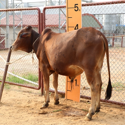 Picture of Cow / ষাঁড় - Dark Red (245 Kg Approx.)