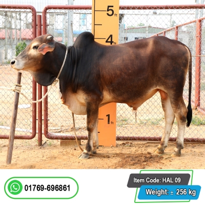 Picture of Cow / ষাঁড় - Red & Black Mix (280 Kg Approx.)