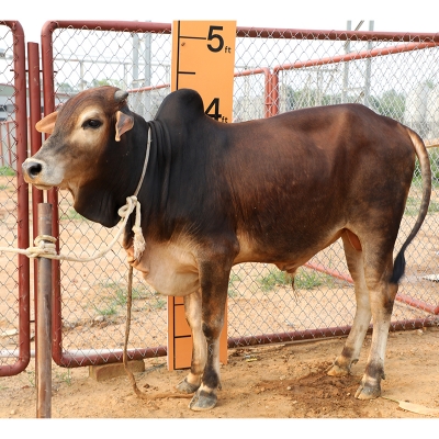 Picture of Cow / ষাঁড় - Red & Black Mix (280 Kg Approx.)