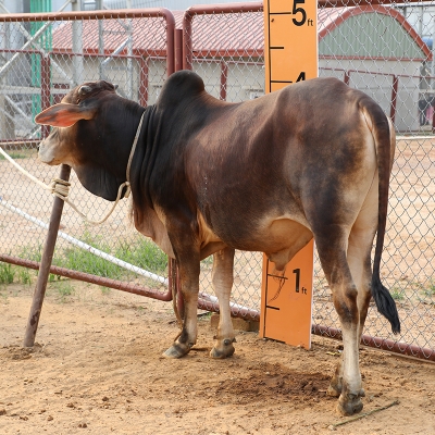 Picture of Cow / ষাঁড় - Red & Black Mix (280 Kg Approx.)