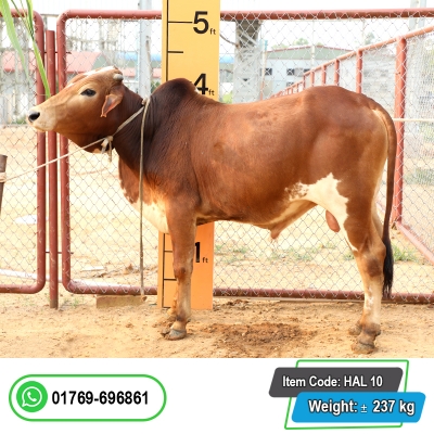 Picture of Cow / ষাঁড় - Red & White Mix (255 Kg Approx.)