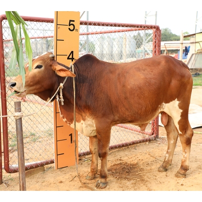 Picture of Cow / ষাঁড় - Red & White Mix (255 Kg Approx.)