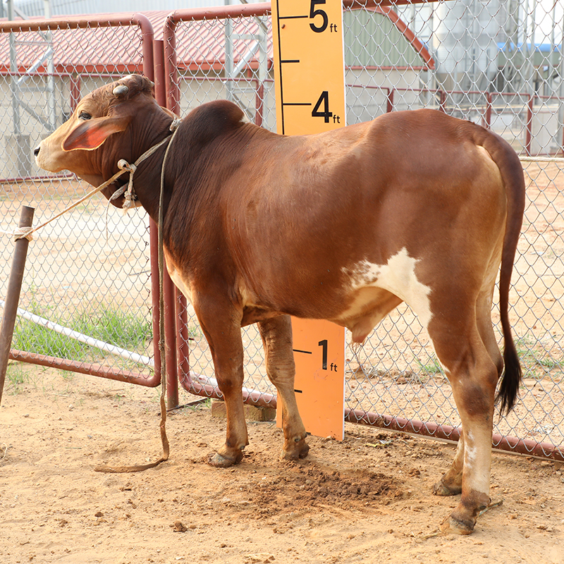 Picture of Cow / ষাঁড় - Red & White Mix (255 Kg Approx.)
