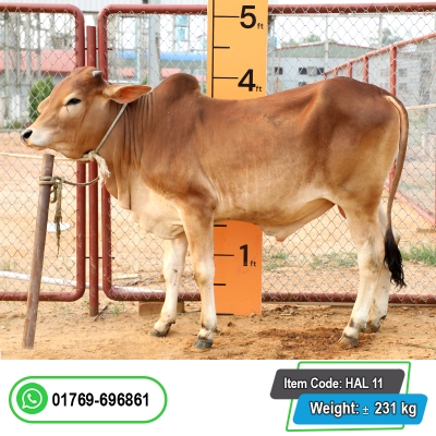 Picture of Cow / ষাঁড় - Red (255 Kg Approx.)