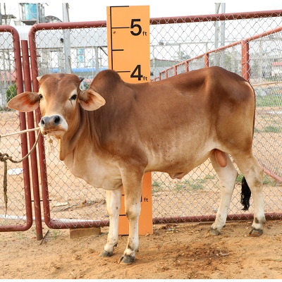 Picture of Cow / ষাঁড় - Red (255 Kg Approx.)