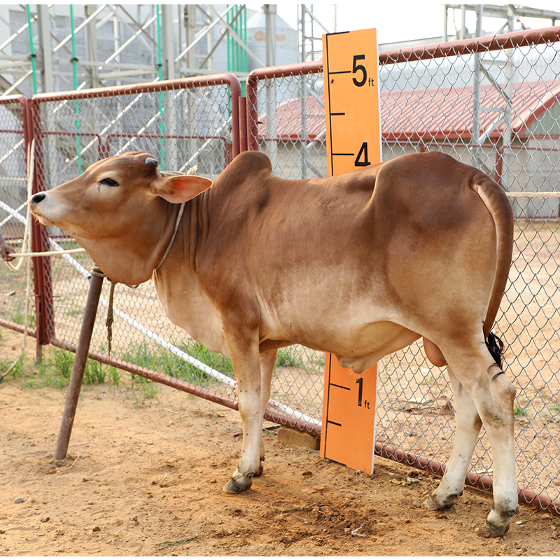 Picture of Cow / ষাঁড় - Red (255 Kg Approx.)