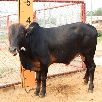 Picture of Cow / ষাঁড় - Black (245 Kg Approx.)