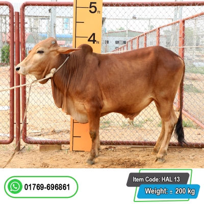 Picture of Cow / ষাঁড় - Red (215 Kg Approx.)