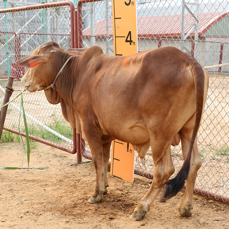 Picture of Cow / ষাঁড় - Red (215 Kg Approx.)
