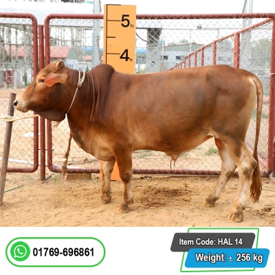 Picture of Cow / ষাঁড় - Red (280 Kg Approx.)