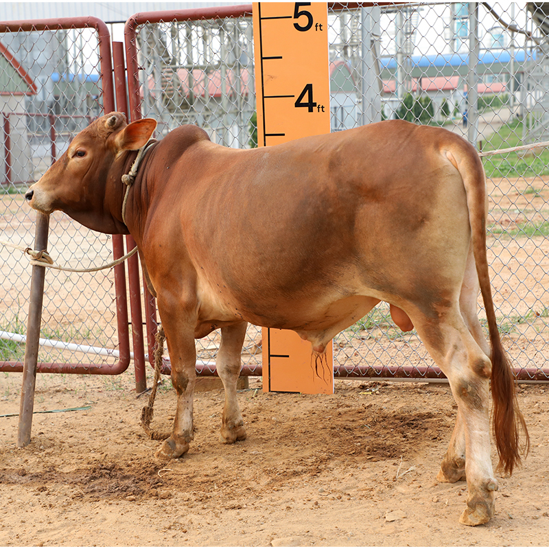 Picture of Cow / ষাঁড় - Red (280 Kg Approx.)