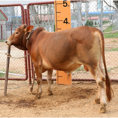 Picture of Cow / ষাঁড় - Red (280 Kg Approx.)